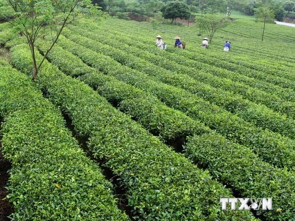 New rural development in San Thang, Lai Chau - ảnh 1